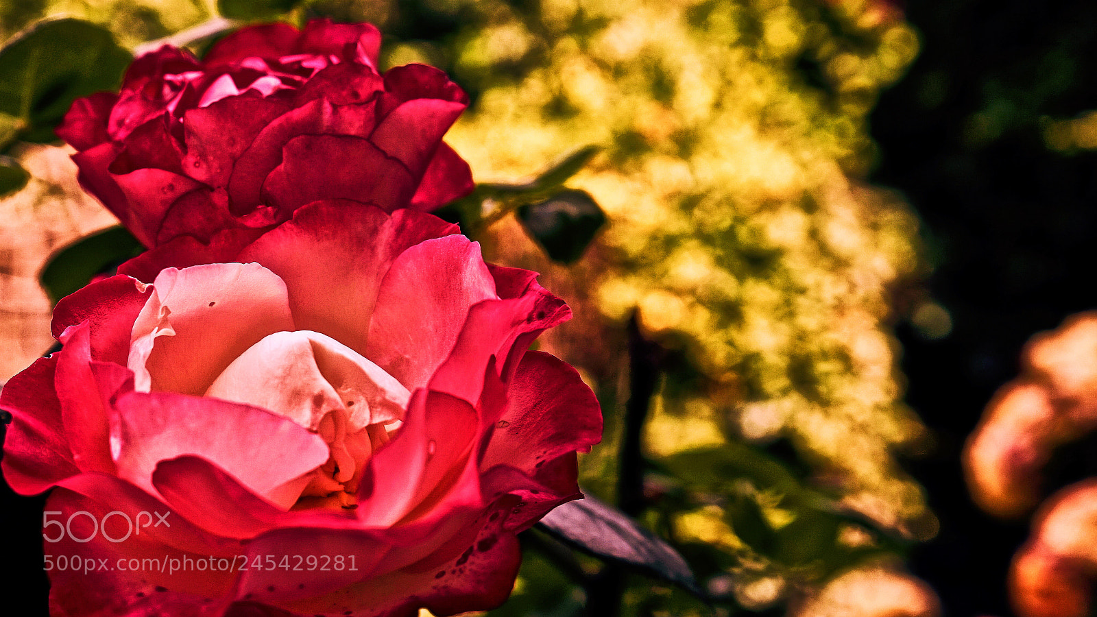 Sony a7 sample photo. Artdeco photography