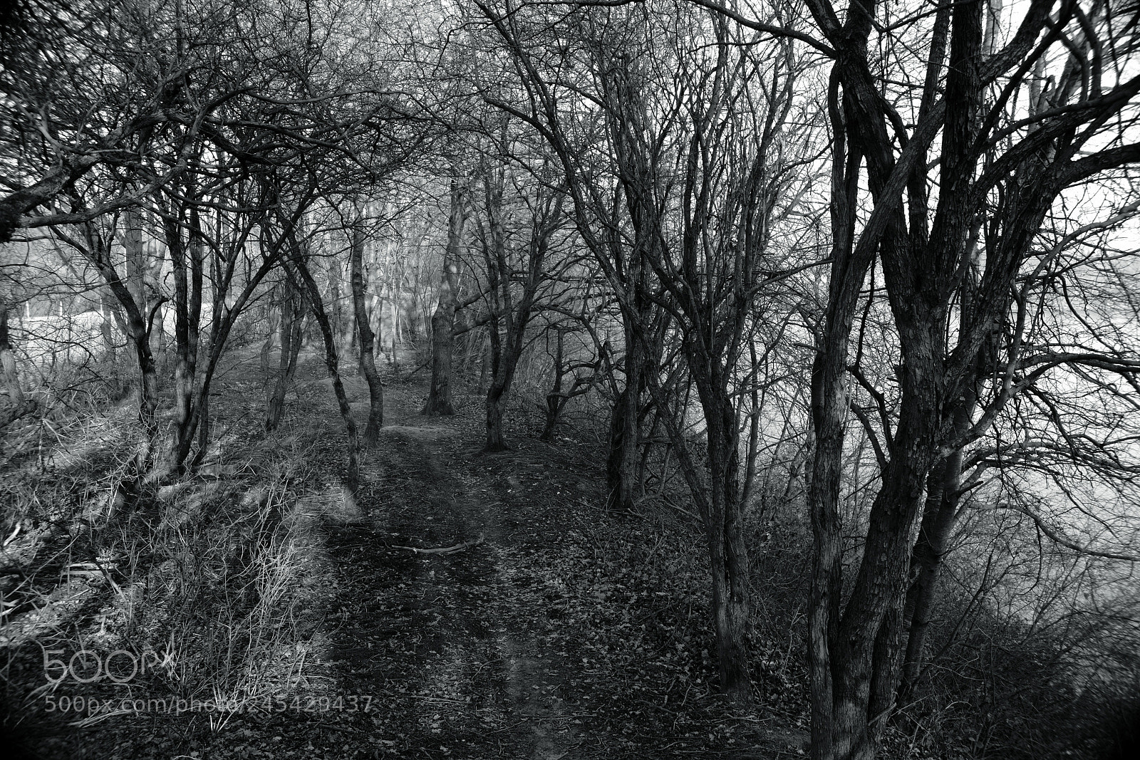 Sony a7R II sample photo. Walking path photography