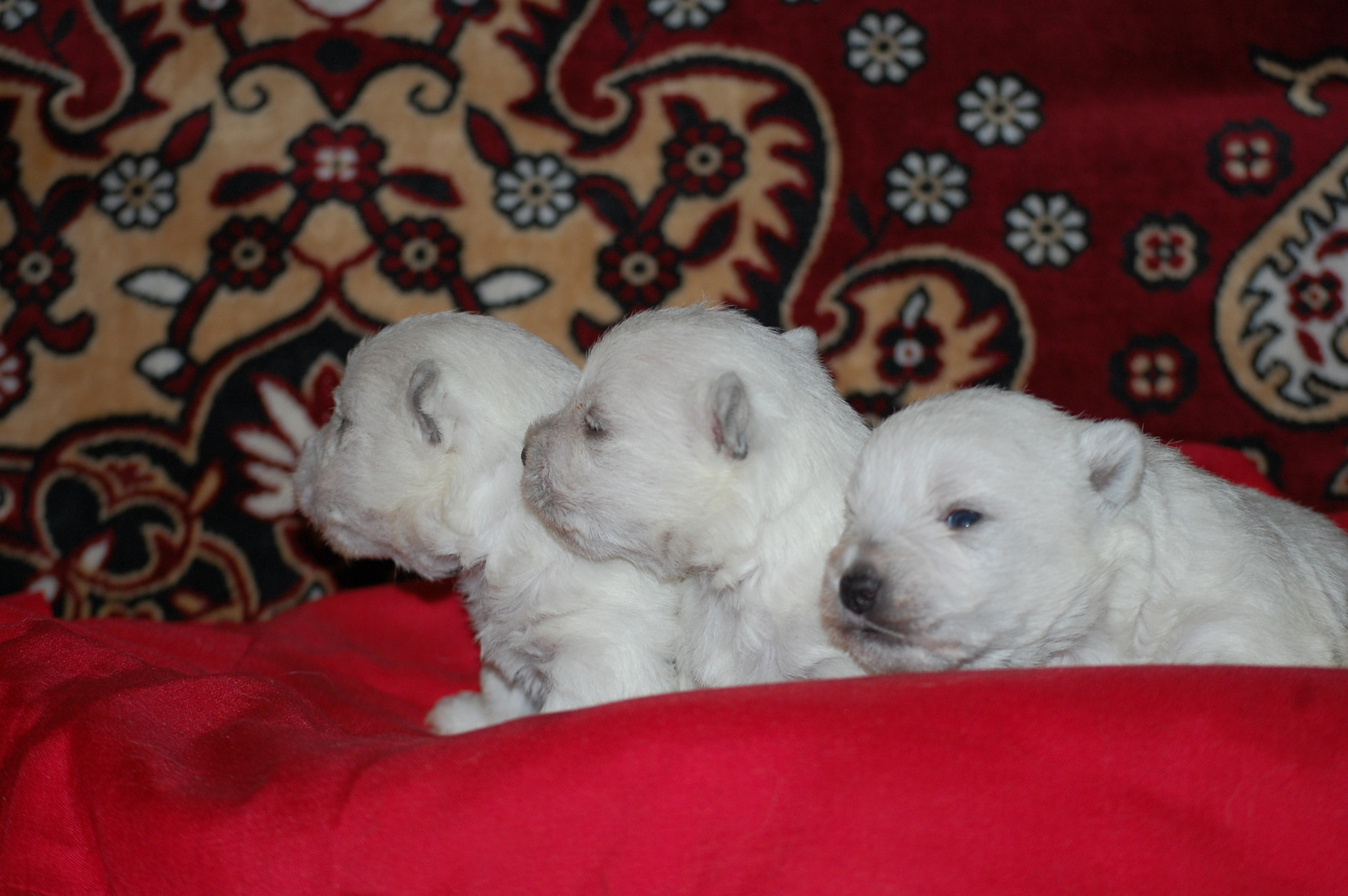 Nikon D40 sample photo. Rule of thrree,westie photography
