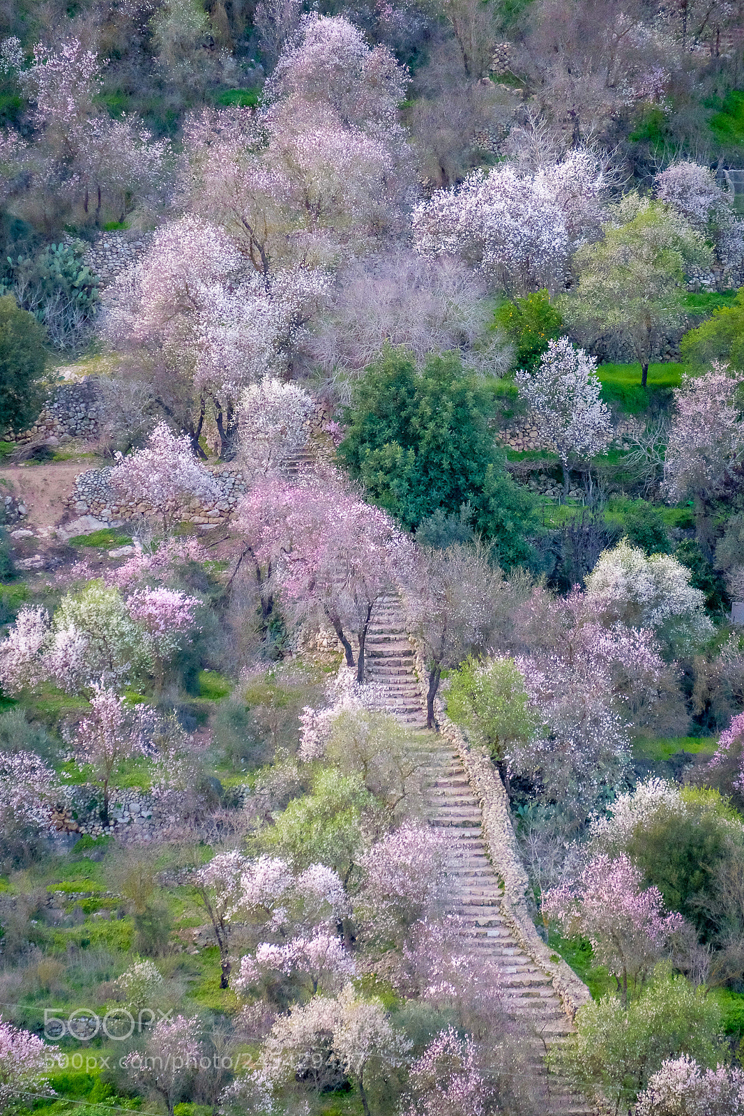 Fujifilm X-T1 sample photo. The almond tree is photography