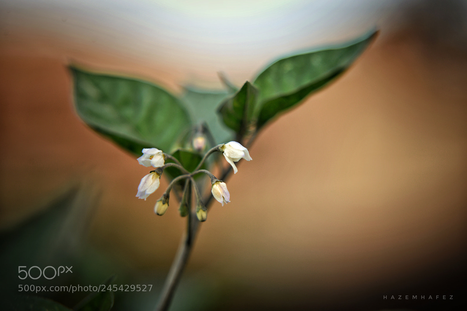 Nikon D610 sample photo. Small but pretty ... photography