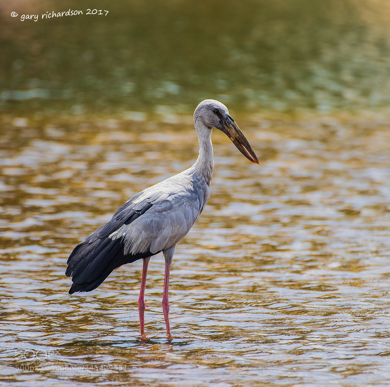 Nikon D810 sample photo. Asian openbill sri lanka () photography