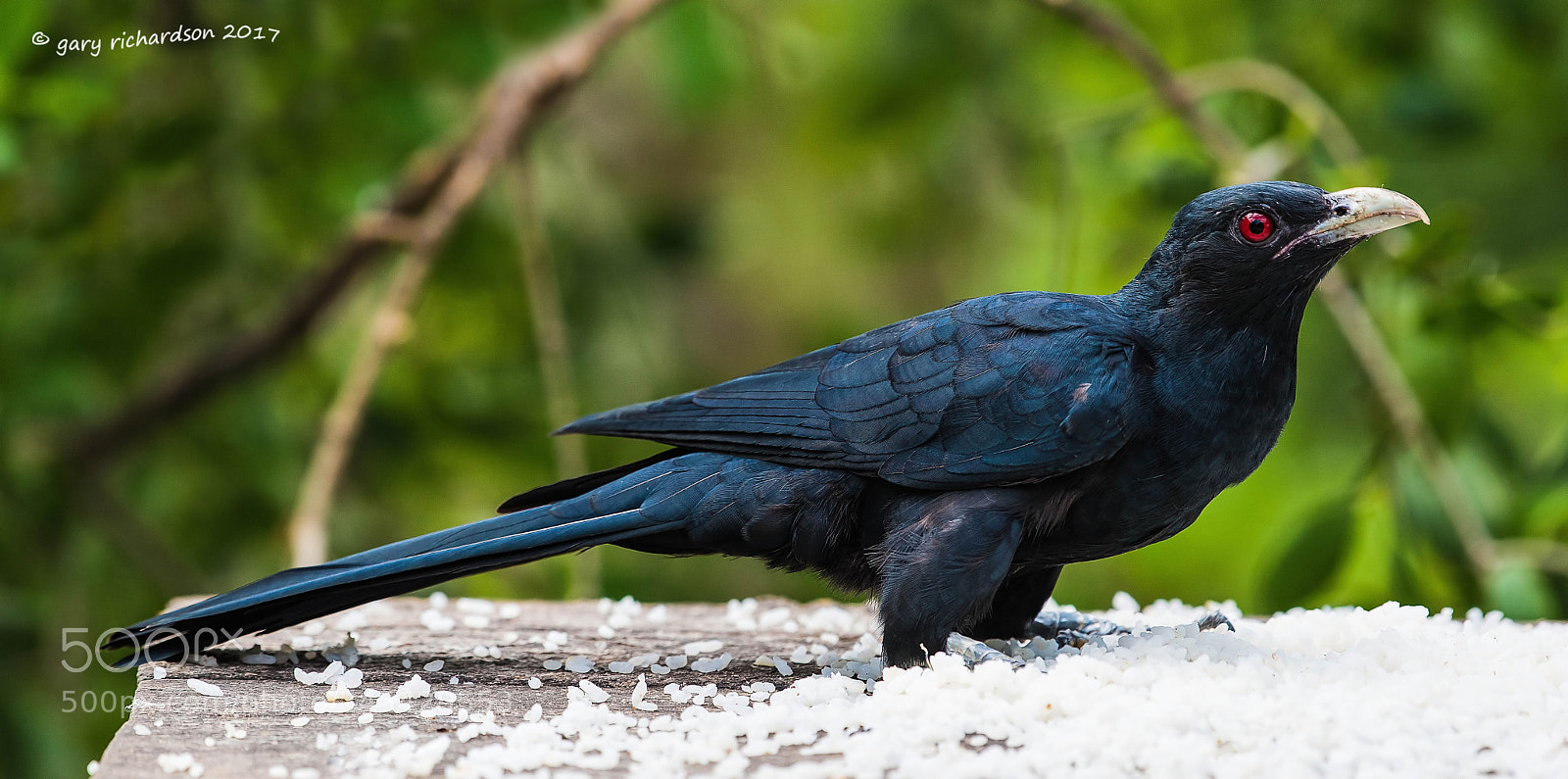 Nikon D810 sample photo. Asian koel sri lanka photography