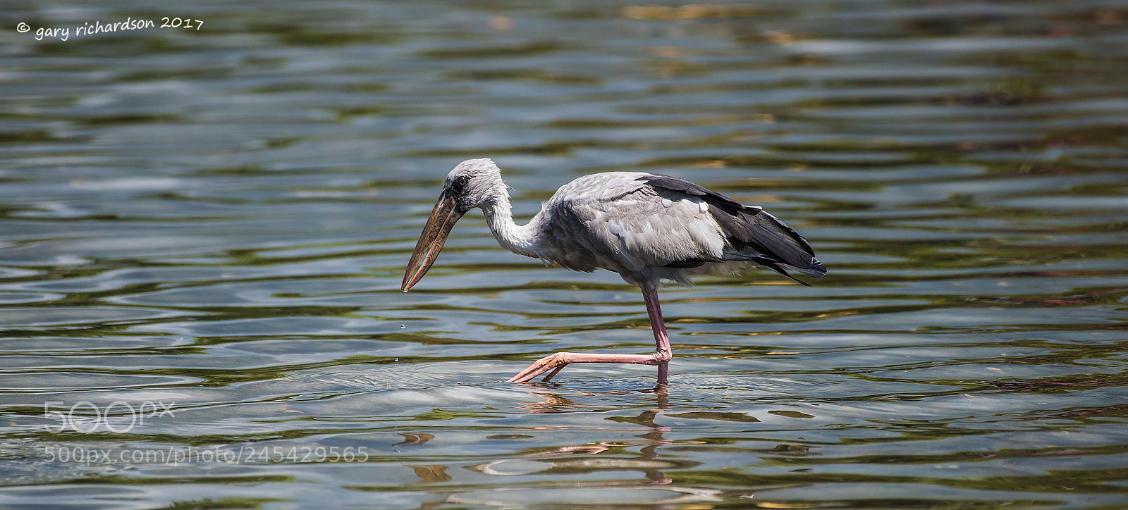 Nikon D810 sample photo. Asian openbill sri lanka () photography
