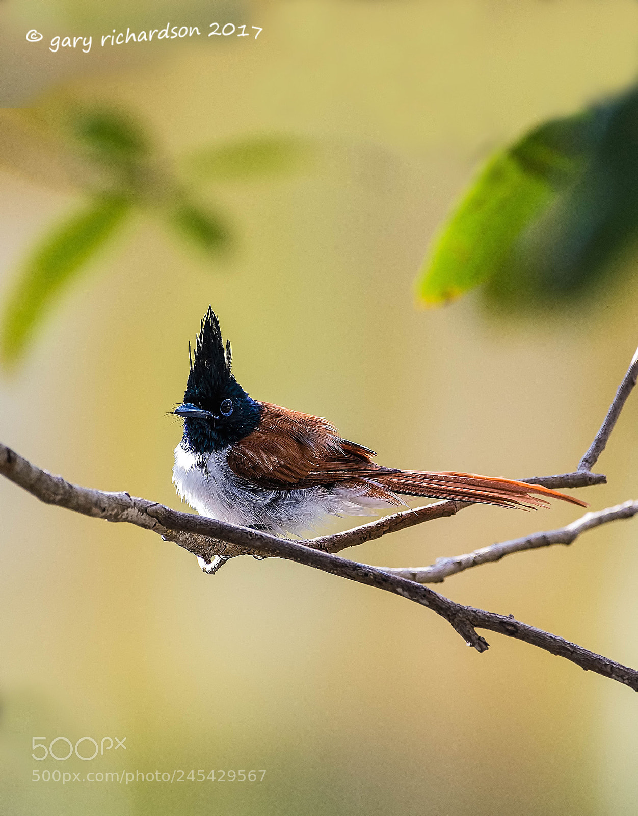 Nikon D810 sample photo. Asian paradise flycatcher sri photography