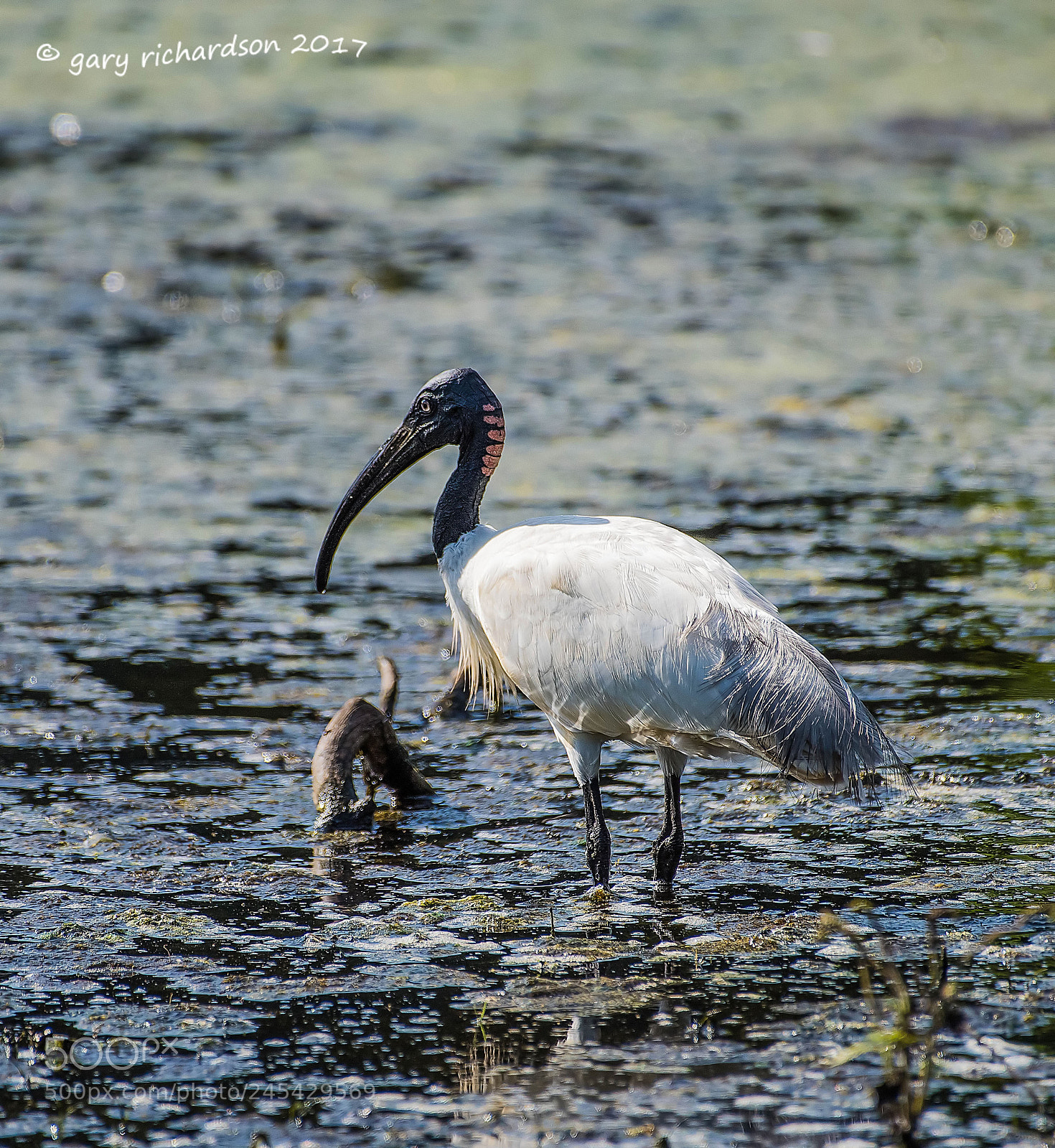 Nikon D810 sample photo. Black headed ibis sri photography