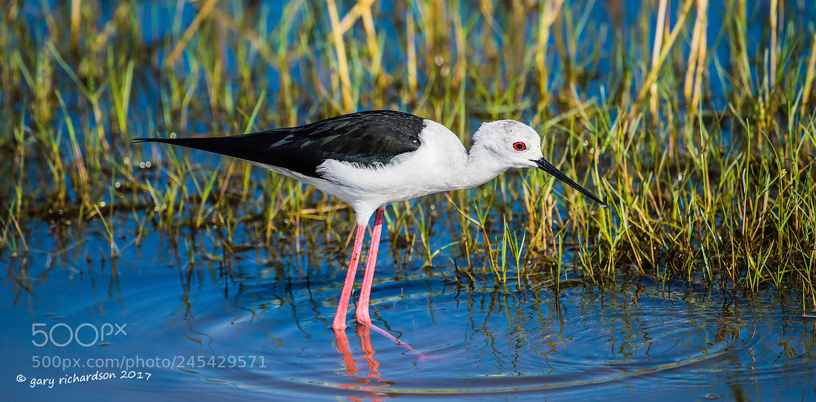 Nikon D810 sample photo. Black winged stilt sri photography