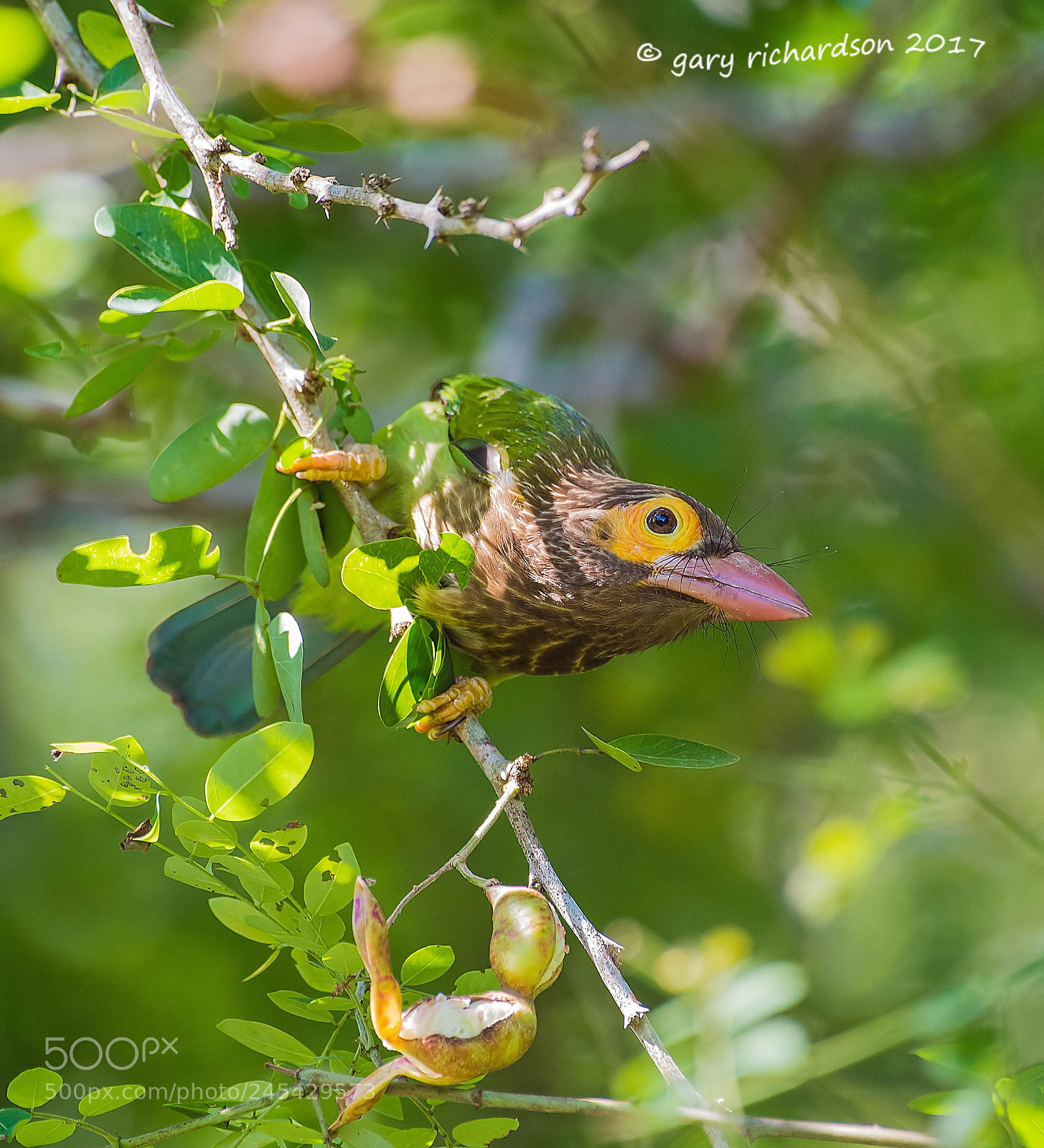 Nikon D810 sample photo. Brown headed barbet sri photography