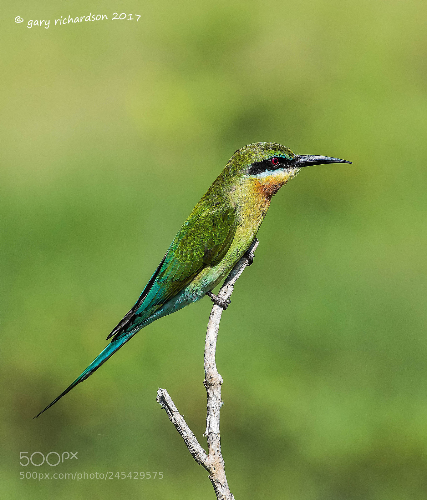 Nikon D810 sample photo. Blue tailed bee eater photography