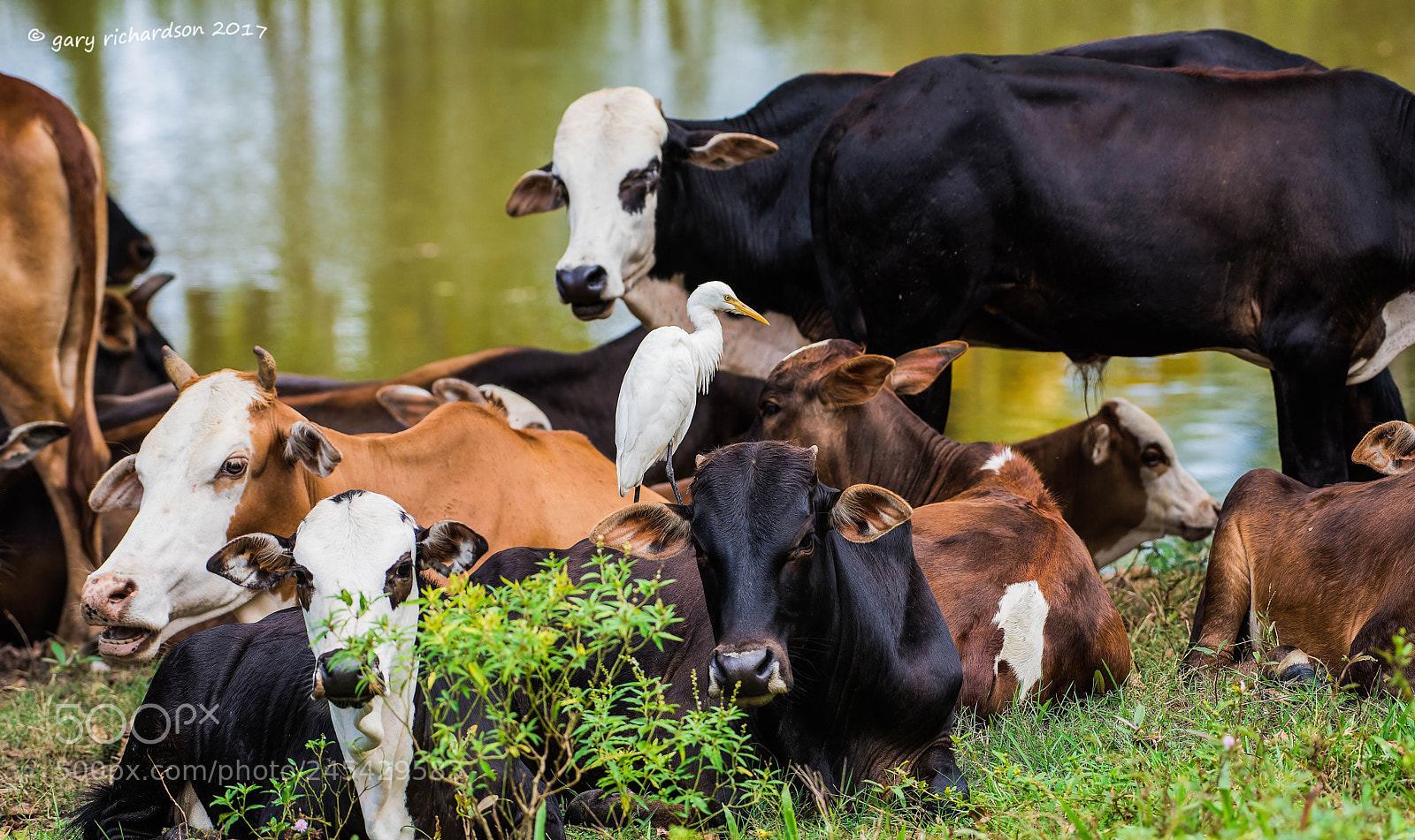 Nikon D810 sample photo. Cattle egret sri lanka () photography