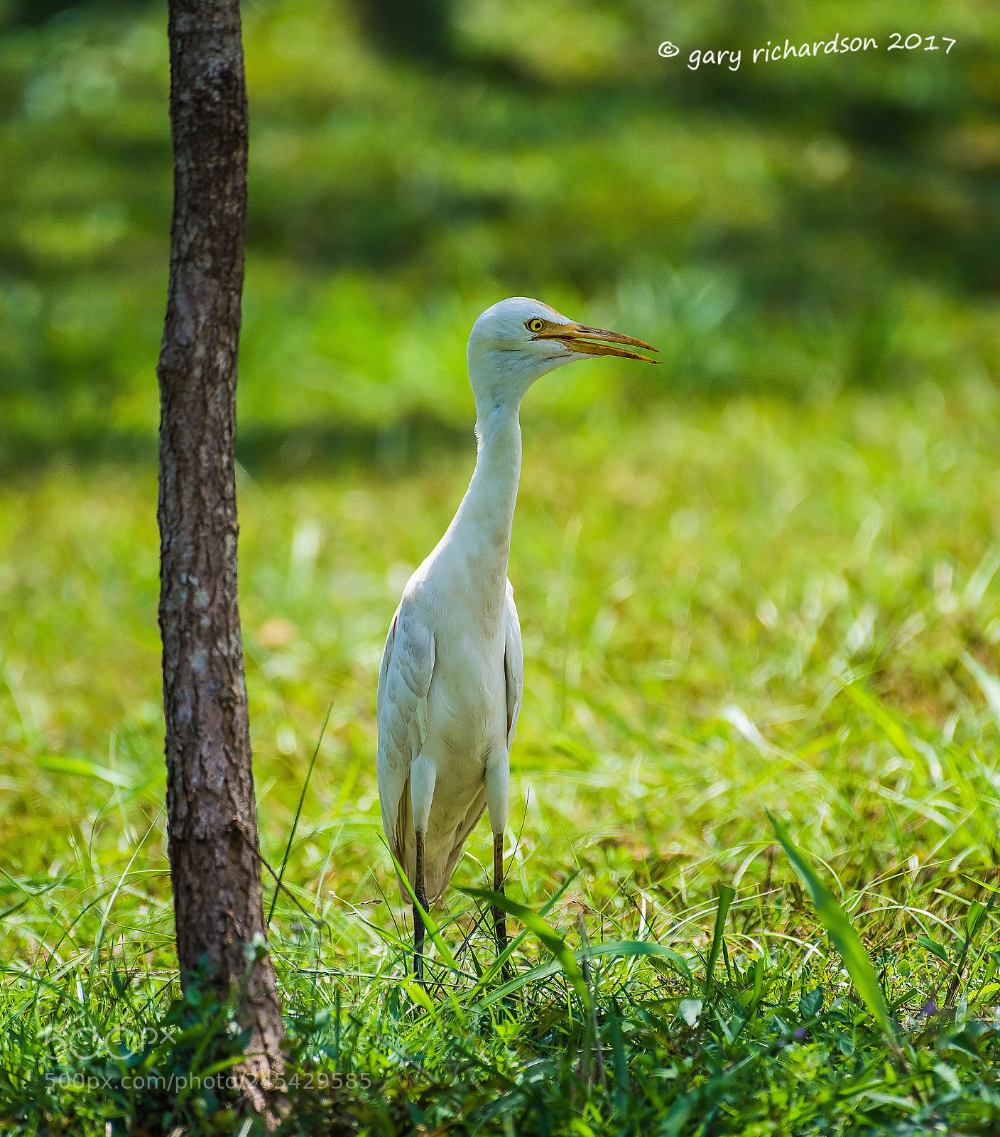 Nikon D810 sample photo. Cattle egret sri lanka () photography