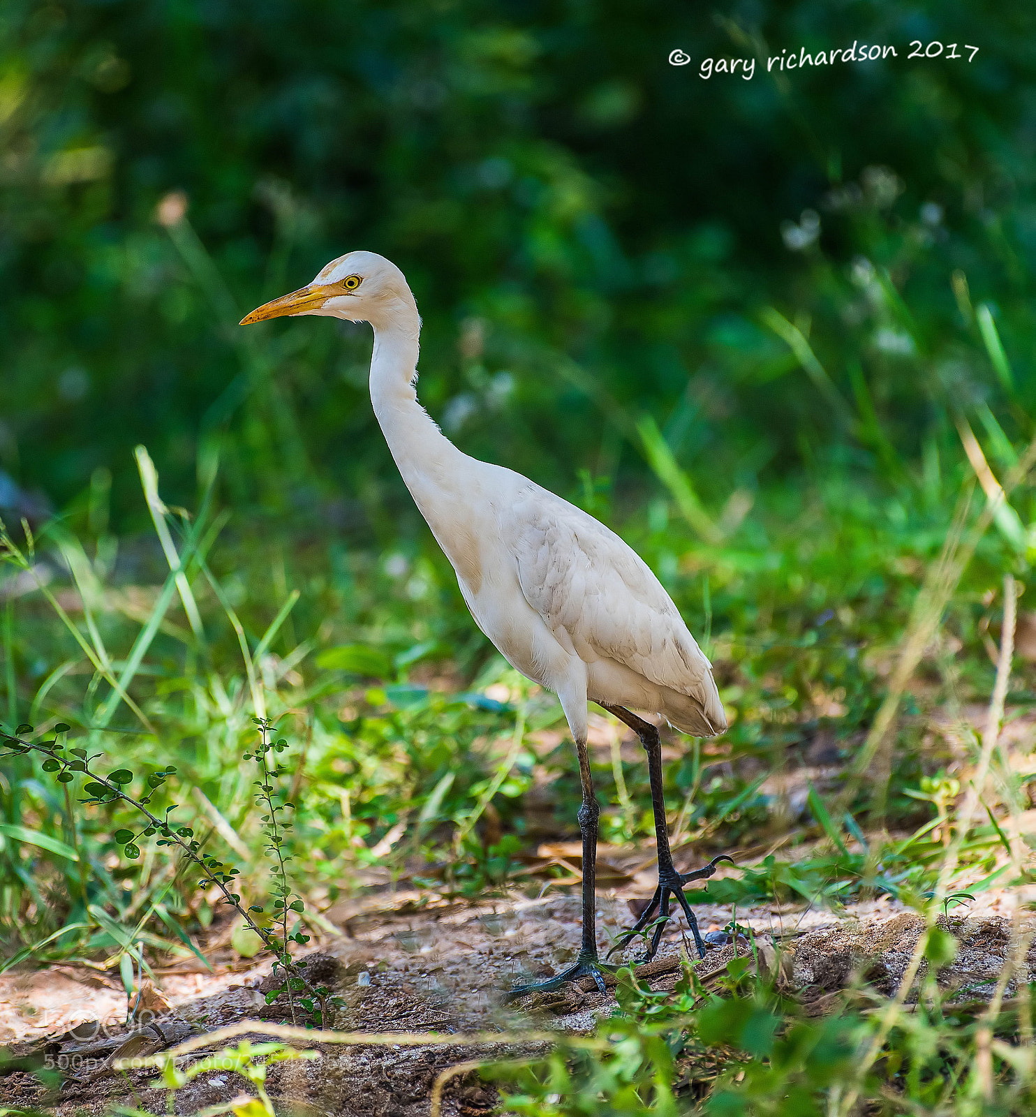 Nikon D810 sample photo. Cattle egret sri lanka () photography
