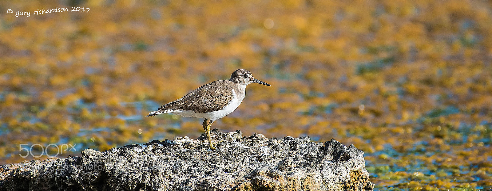 Nikon D810 sample photo. Common sandpiper sri lanka photography