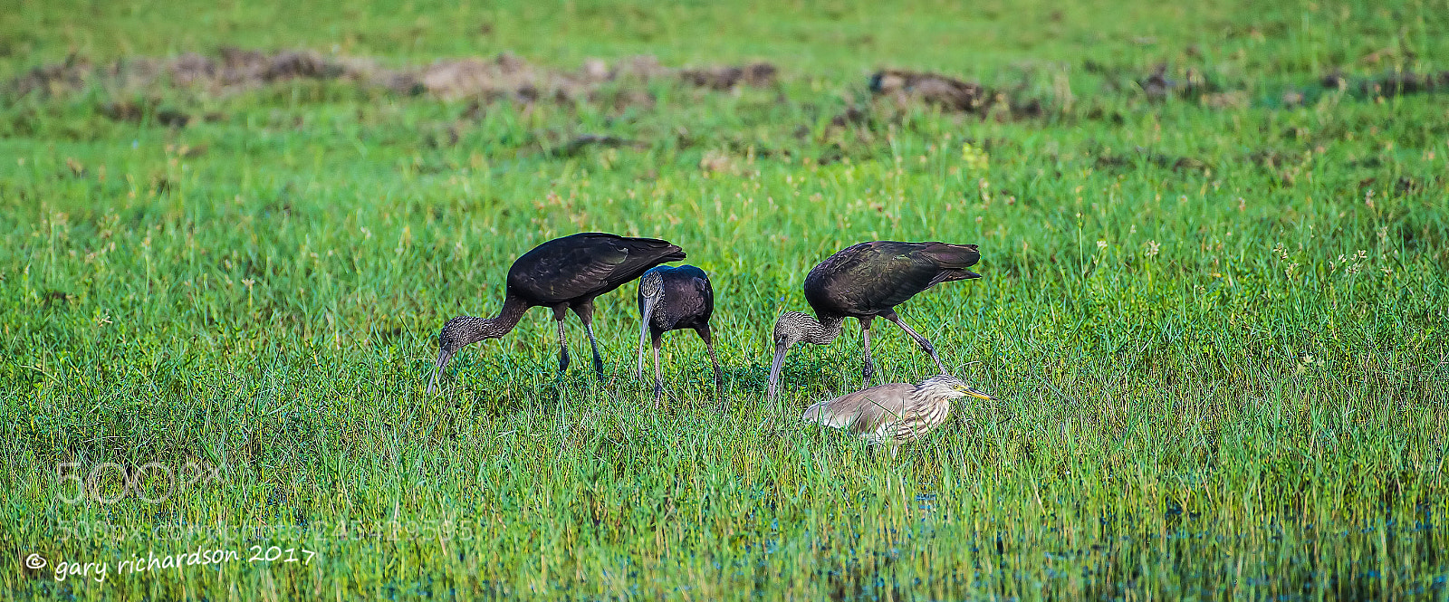 Nikon D810 sample photo. Glossy ibis sri lanka photography