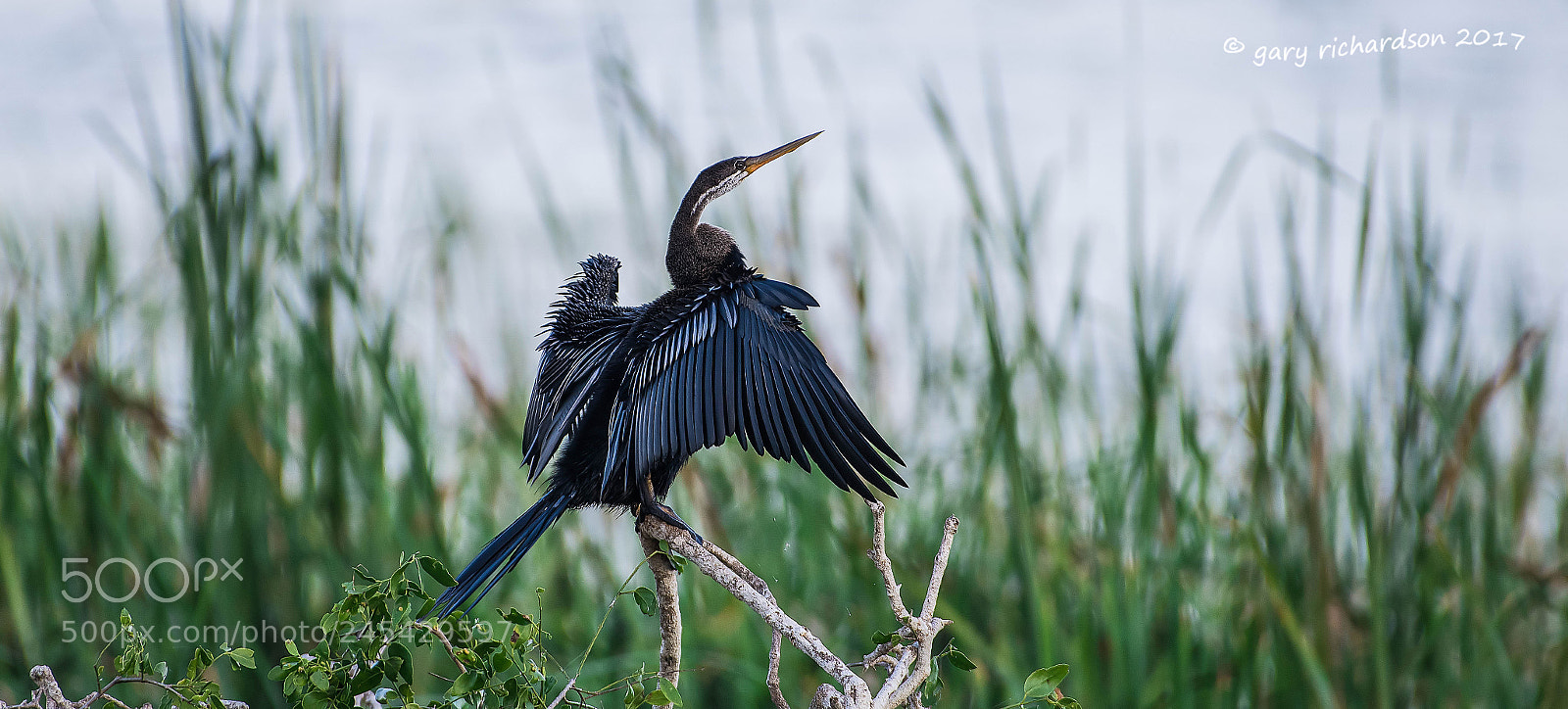 Nikon D810 sample photo. Indian darter sri lanka photography