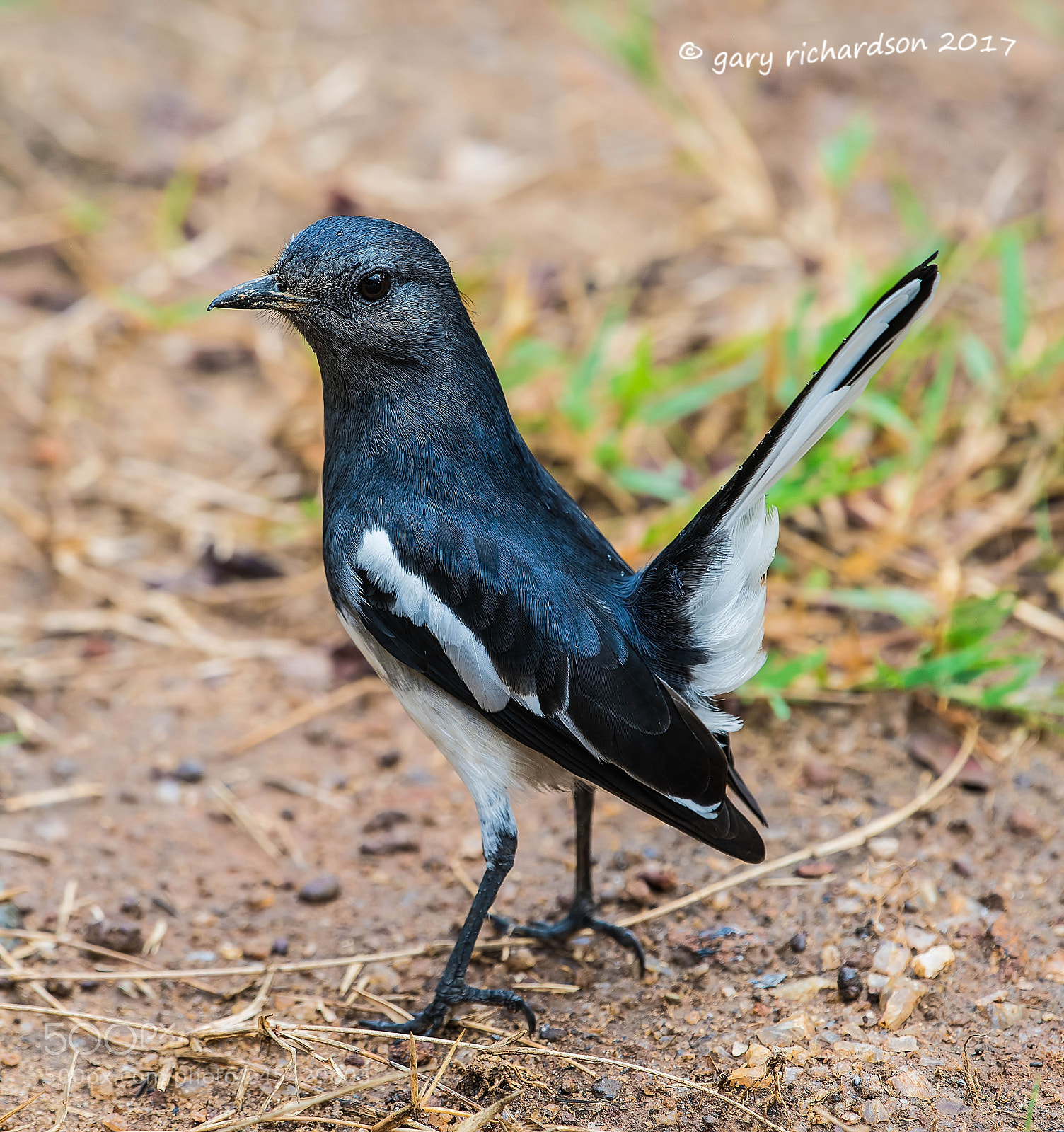 Nikon D810 sample photo. Oriental magpie robin sri photography