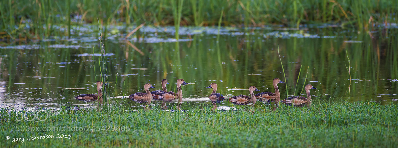 Nikon D810 sample photo. Lesser whistling duck sri photography