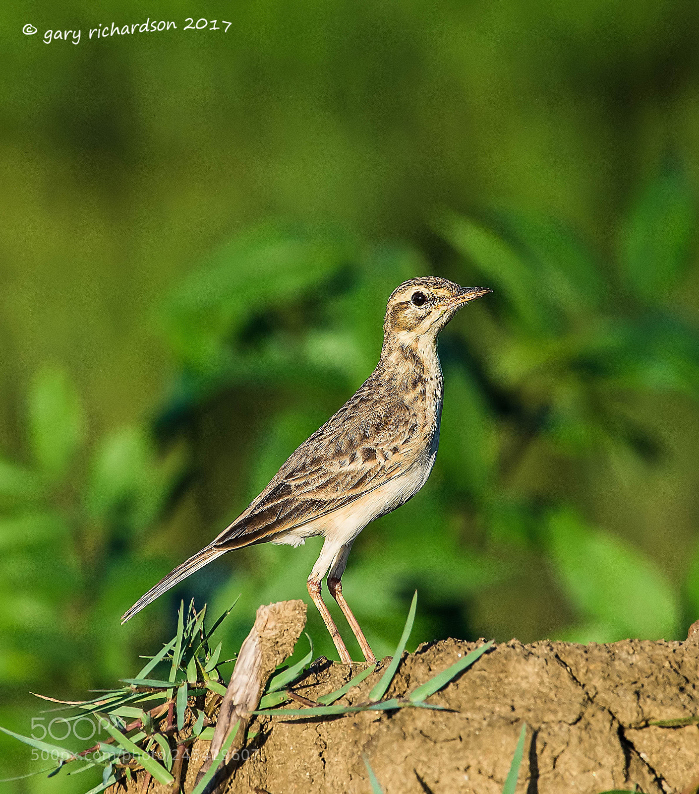 Nikon D810 sample photo. Paddyfield pipit sri lanka photography