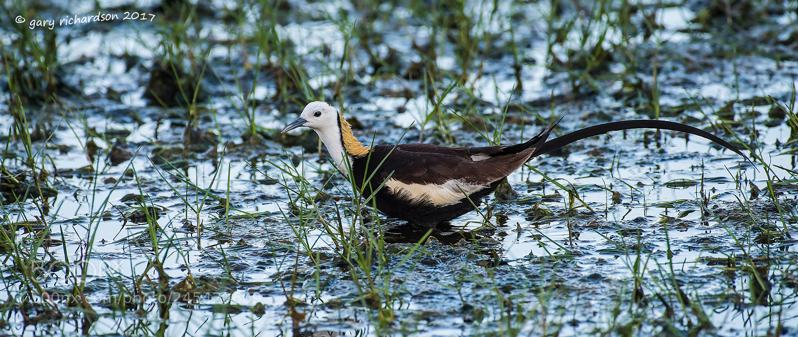 Nikon D810 sample photo. Pheasant tailed jacana sri photography