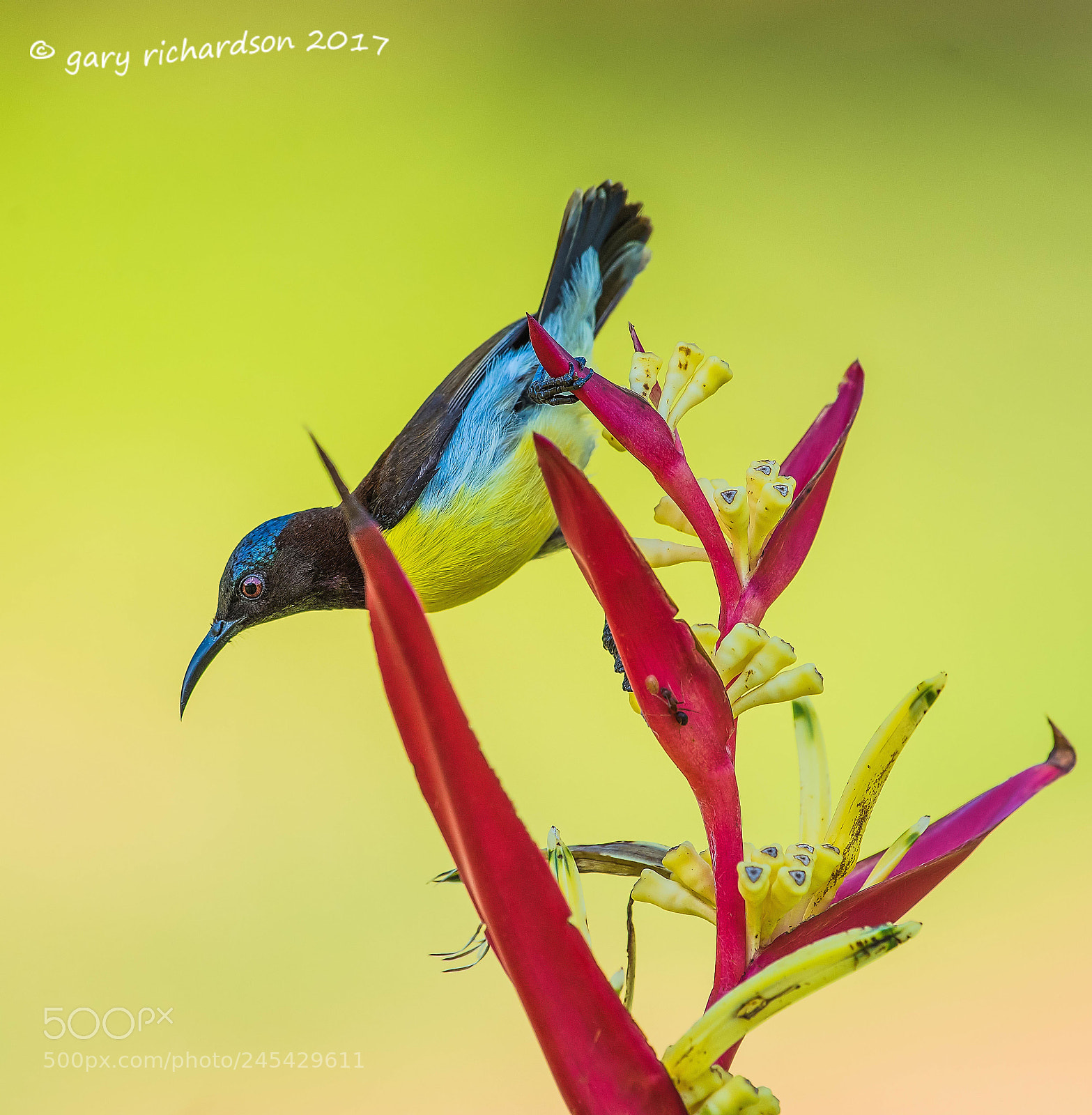 Nikon D810 sample photo. Purple rumped sunbird sri photography