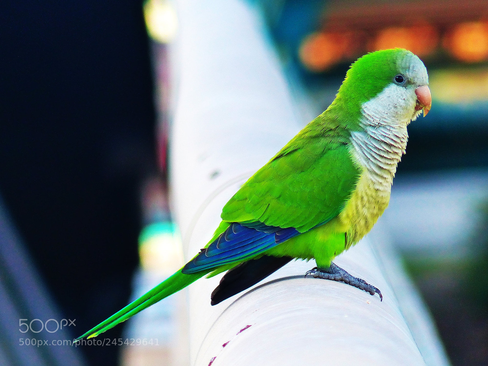 Panasonic Lumix DMC-FZ200 sample photo. Cotorreta photography