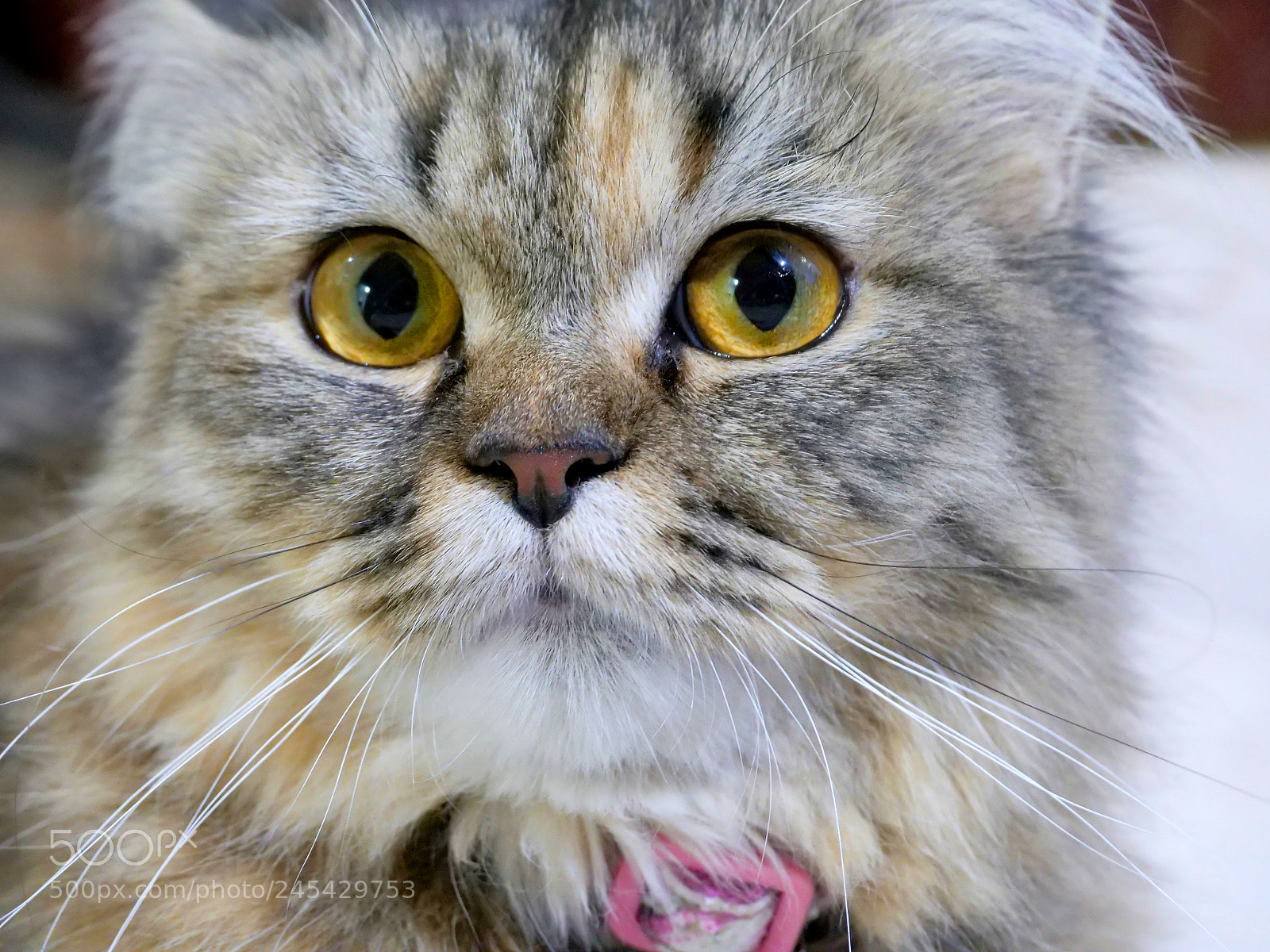 Panasonic Lumix DC-GH5 sample photo. Lilian the persian cat photography