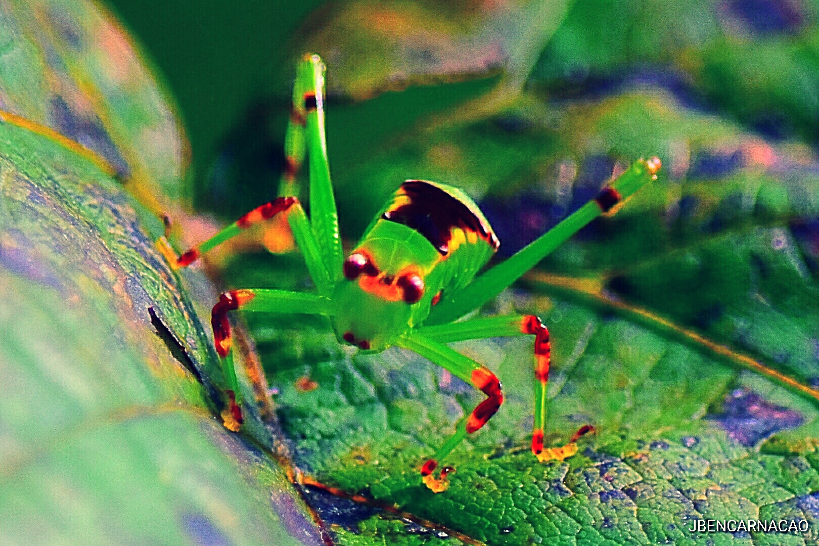 Nikon D5600 sample photo. Cricket photography