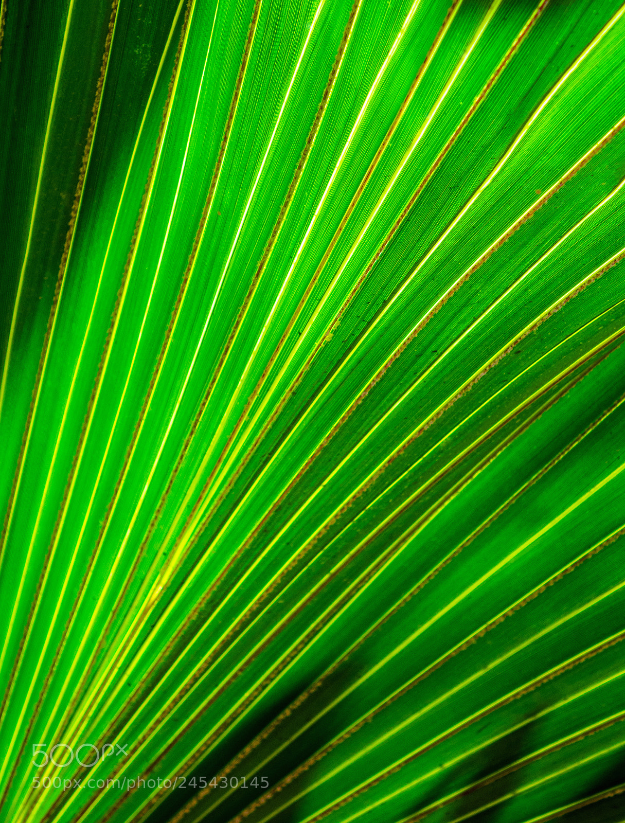 Sony Cyber-shot DSC-RX10 II sample photo. Palm leaf botanical gardens photography