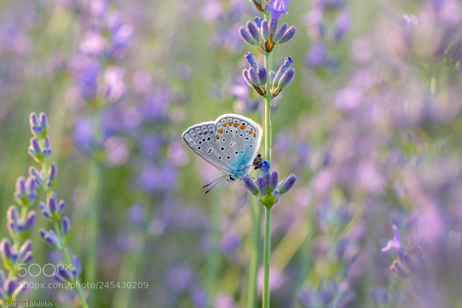 Nikon D610 sample photo. Lavender field photography