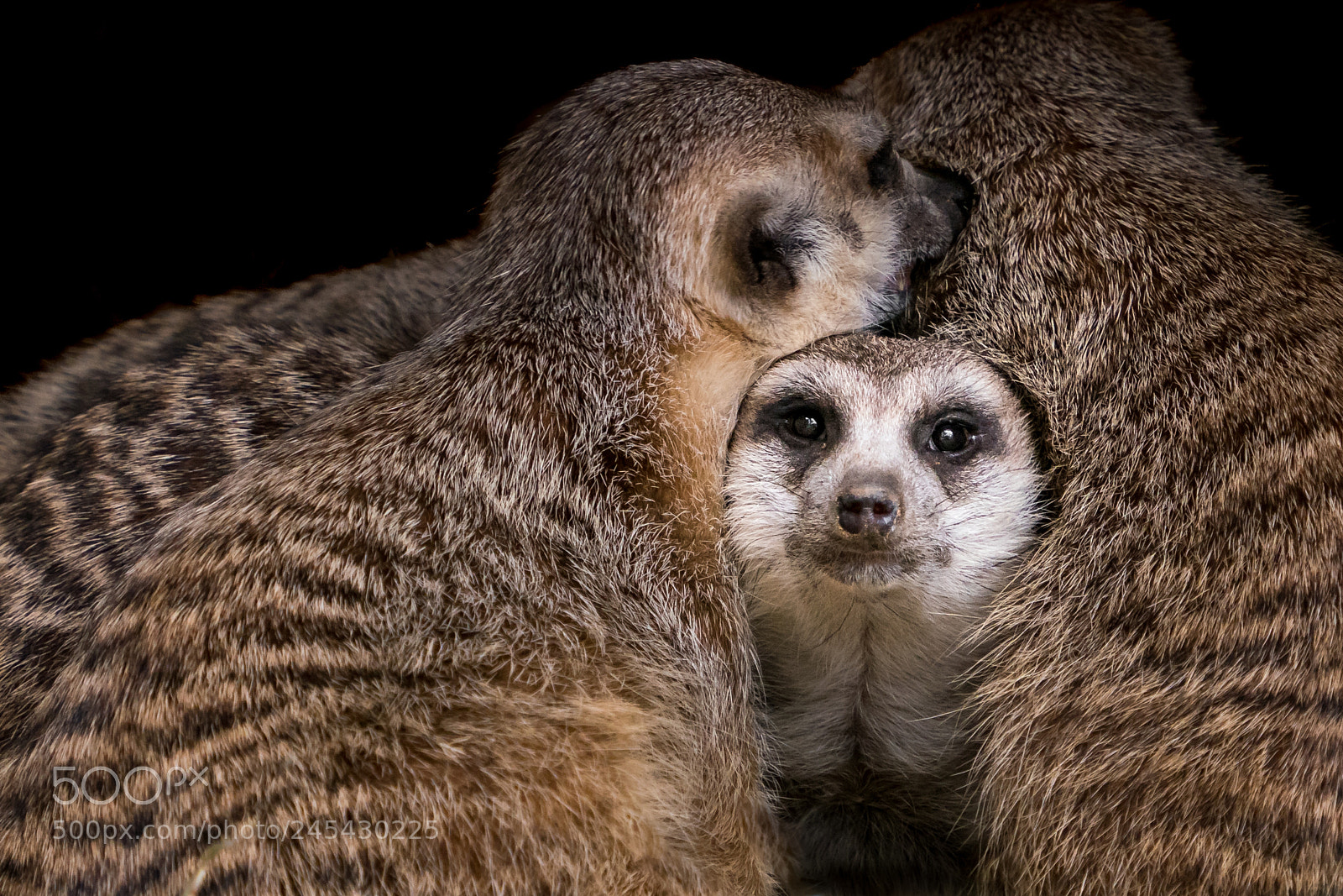 Sony a9 sample photo. Baby meerkat photography