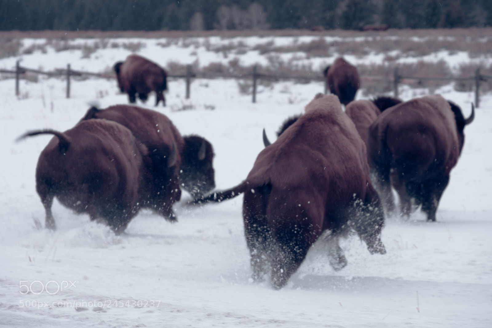 Fujifilm X-T20 sample photo. Wild buffalo photography
