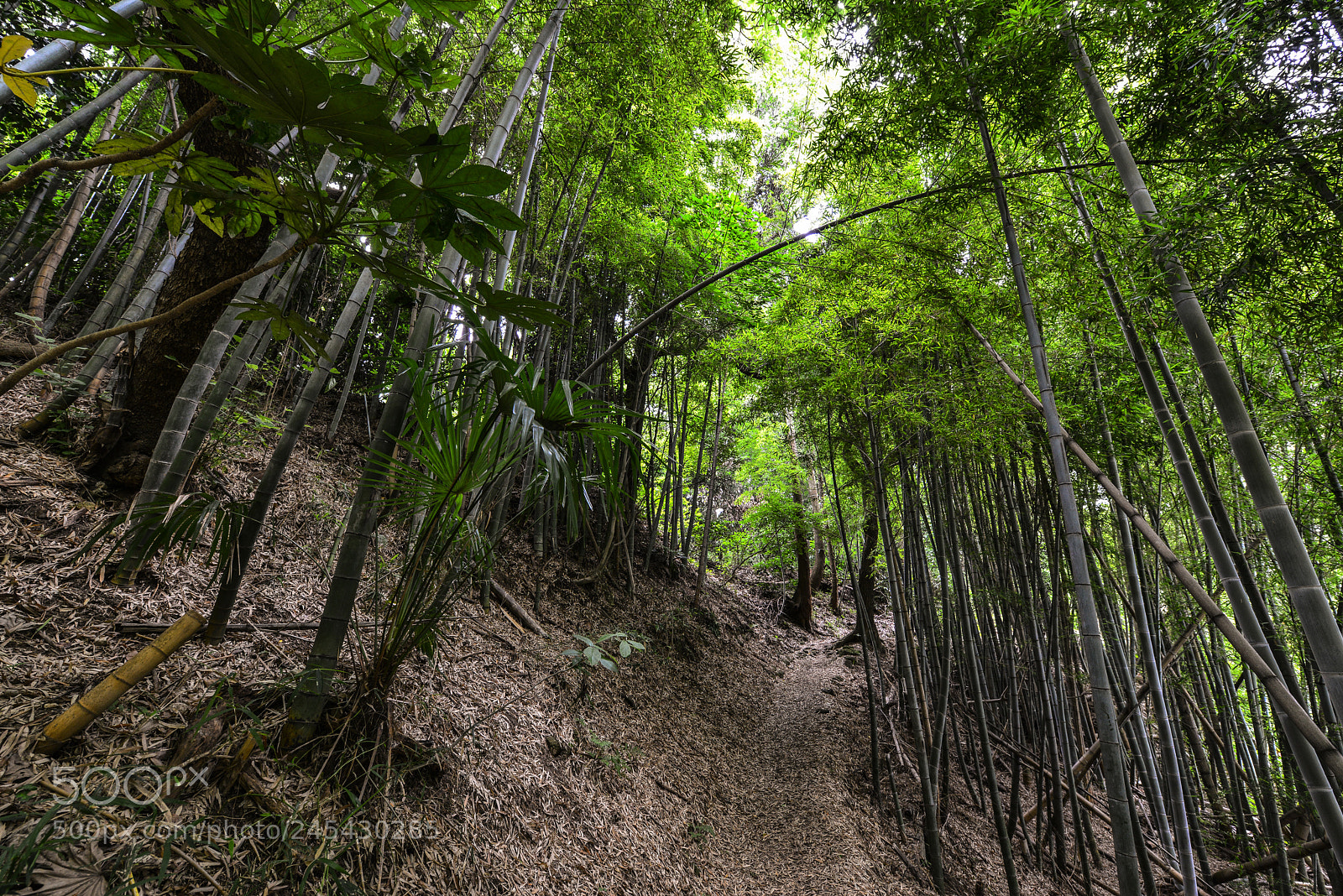 Nikon D800 sample photo. Hiking in kamakura bamboo photography