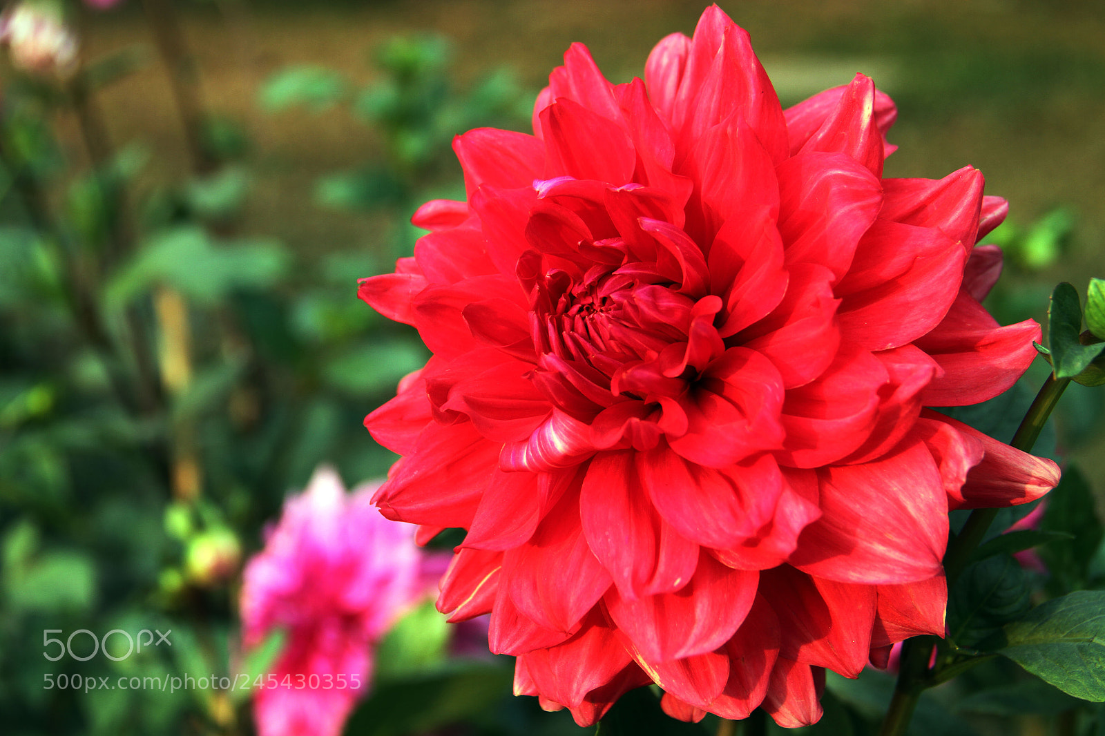 Canon EOS 7D sample photo. Best flower photography