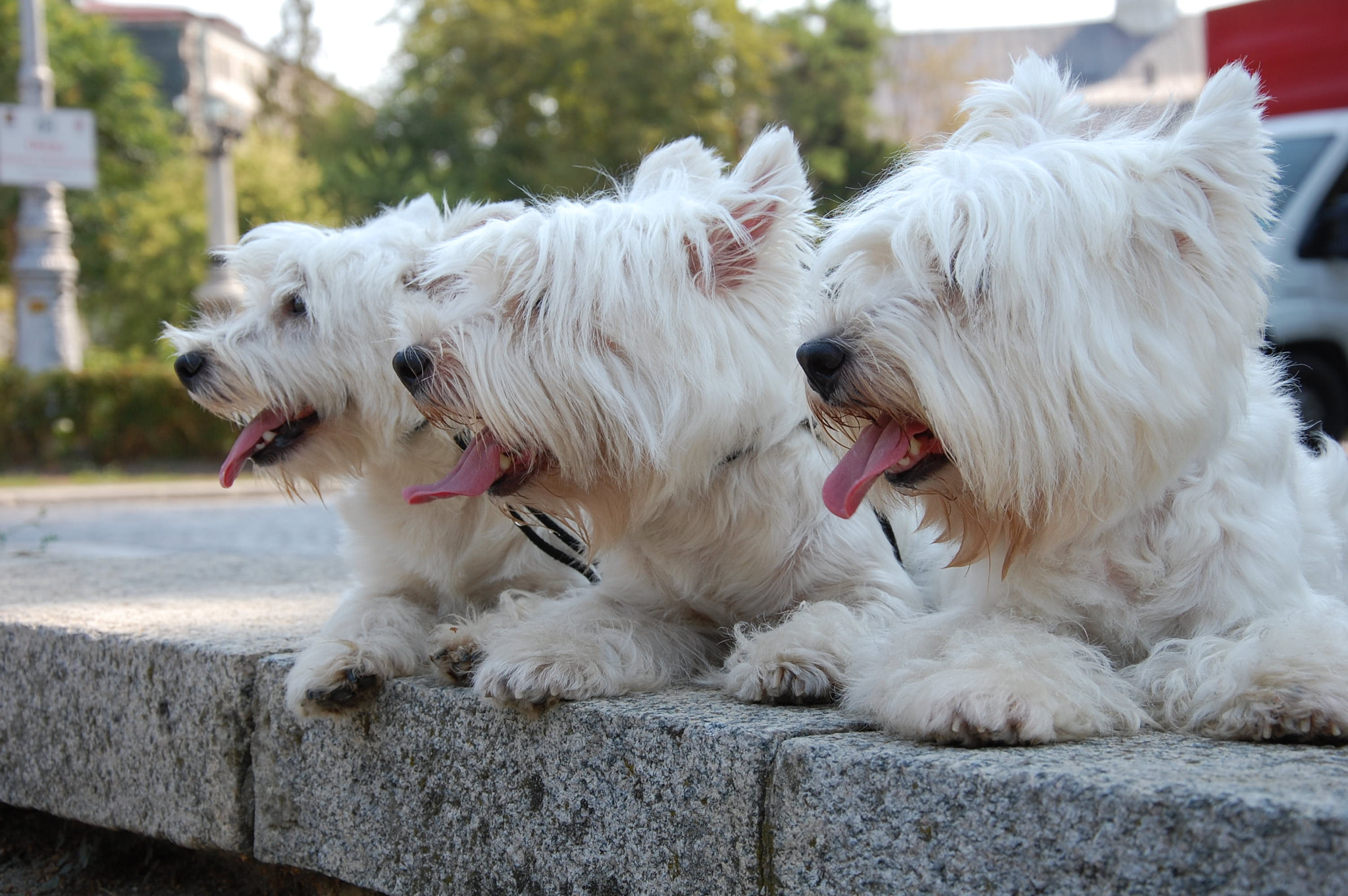 Nikon D40 sample photo. Westie,rule of three photography