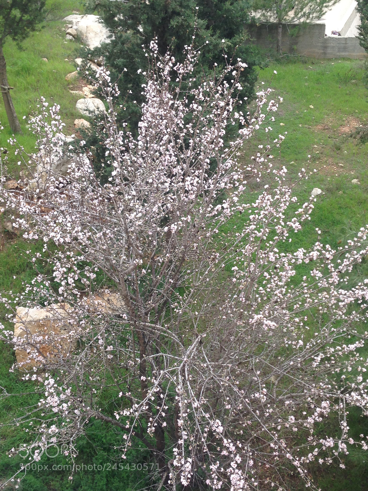 Apple iPhone 5 sample photo. Almond tree photography