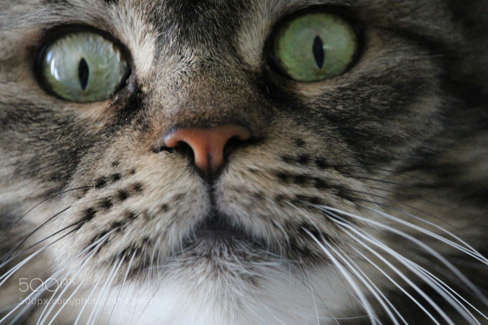 Canon EF-S 55-250mm F4-5.6 IS STM sample photo. Coony photography