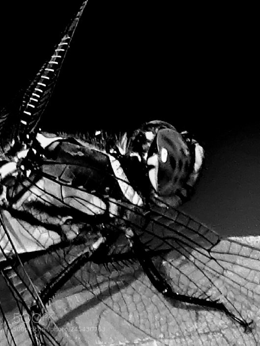 Sony Cyber-shot DSC-HX400V sample photo. Dragonfly photography