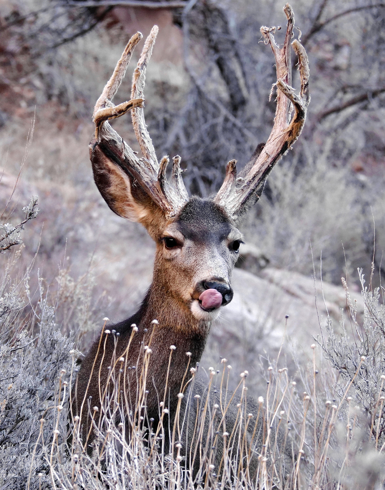 Panasonic Lumix DC-GH5 sample photo. Mule deer photography