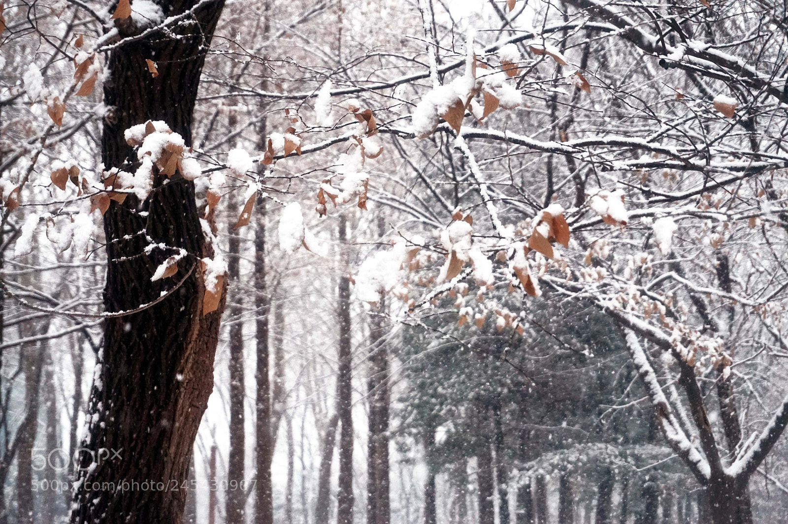Sony Alpha a5000 (ILCE 5000) sample photo. A snowy day photography