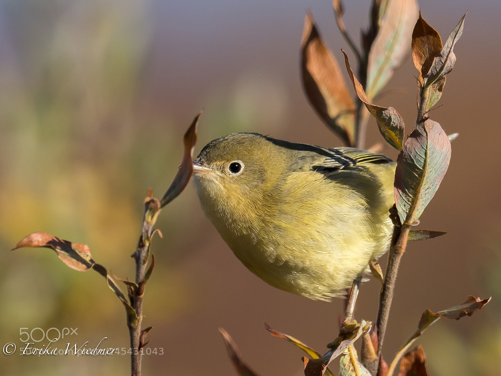 Olympus OM-D E-M1 Mark II sample photo. Vogel im busch! photography