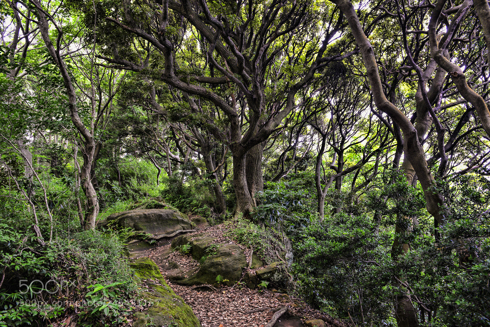 Nikon D800 sample photo. Old trees in kamakura photography