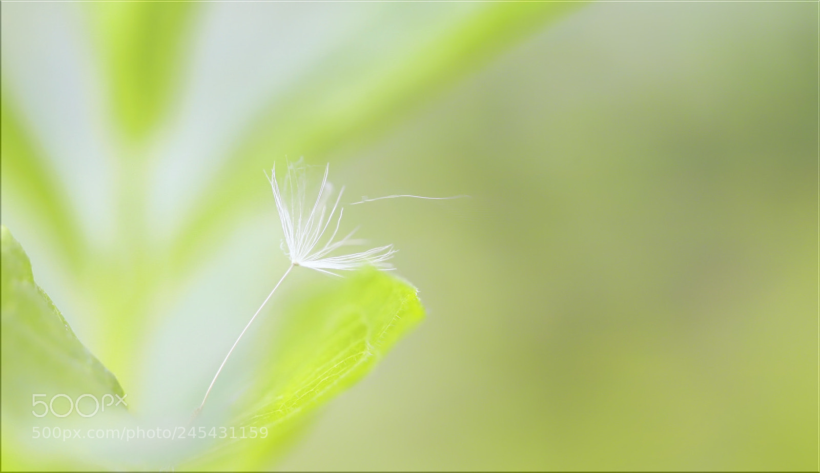 Canon EOS-1D X sample photo. Wenn man sich um photography