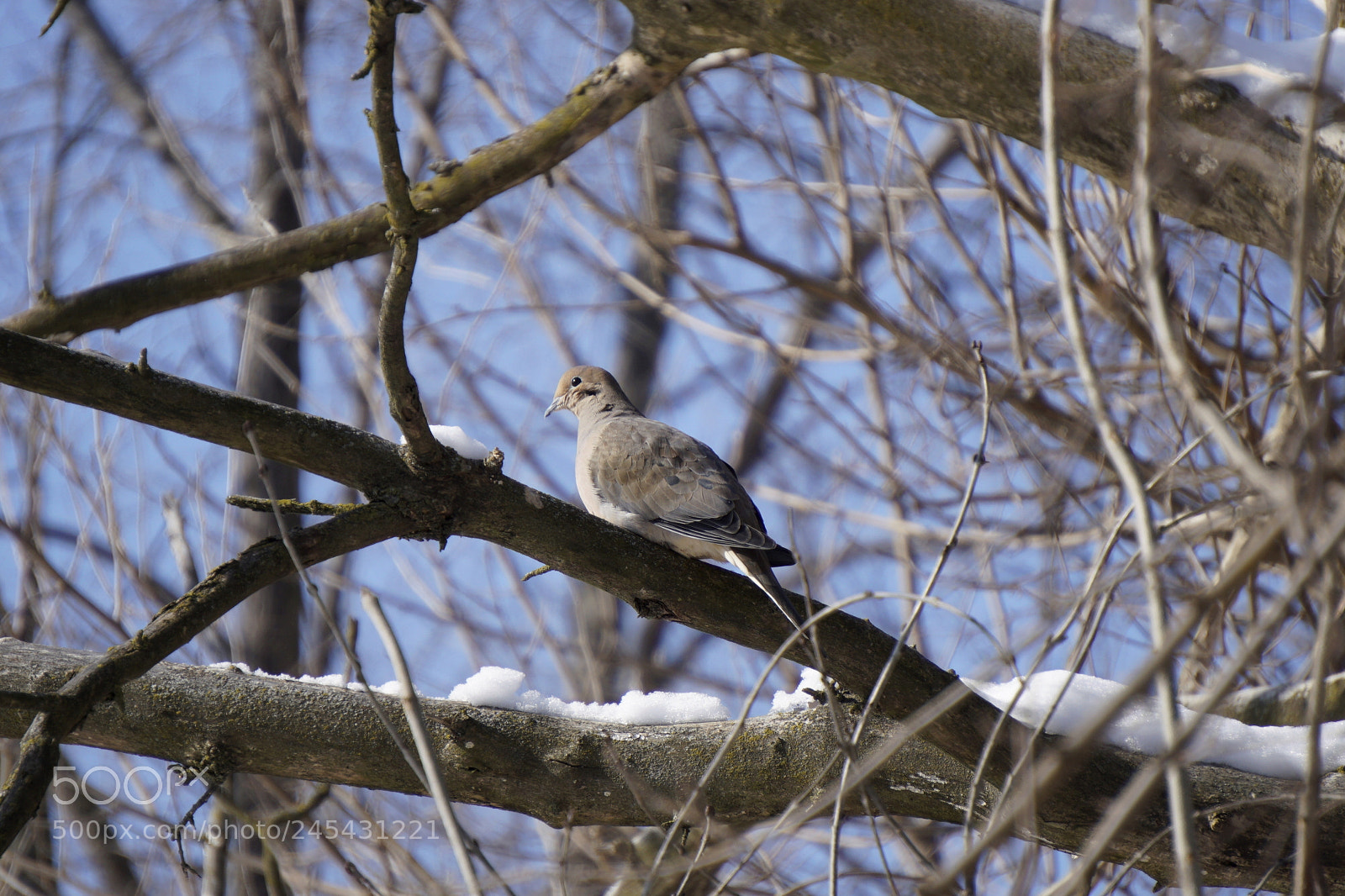 Sony E 55-210mm F4.5-6.3 OSS sample photo. () photography