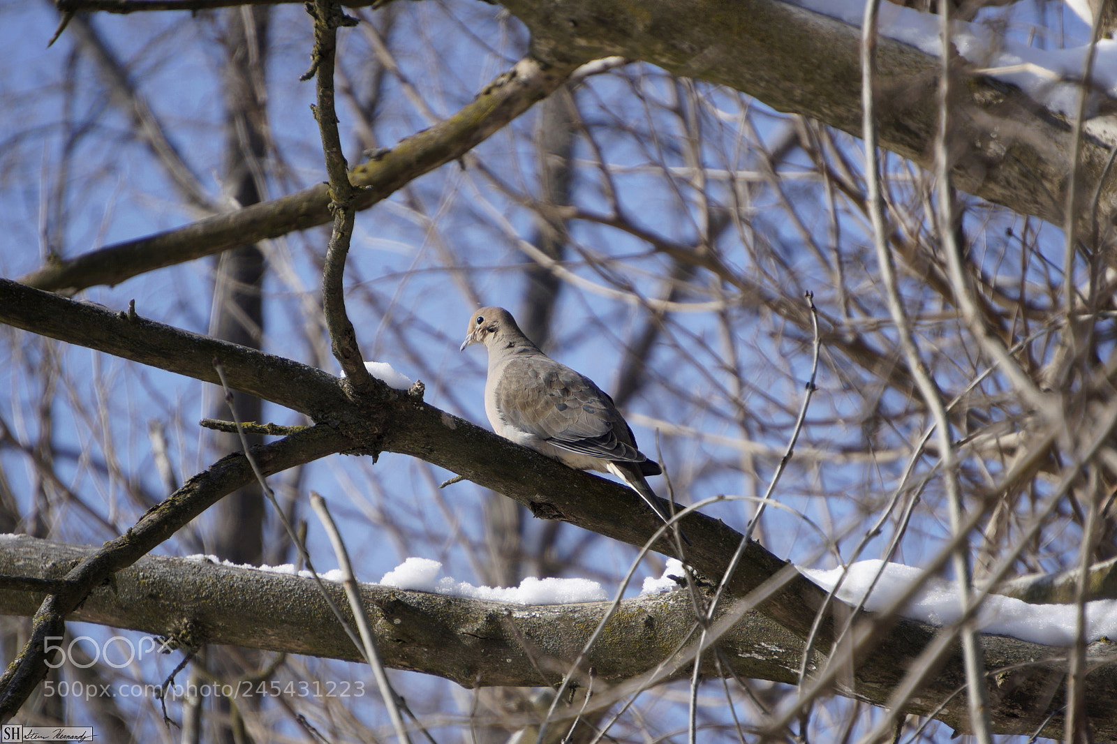 Sony E 55-210mm F4.5-6.3 OSS sample photo. () photography