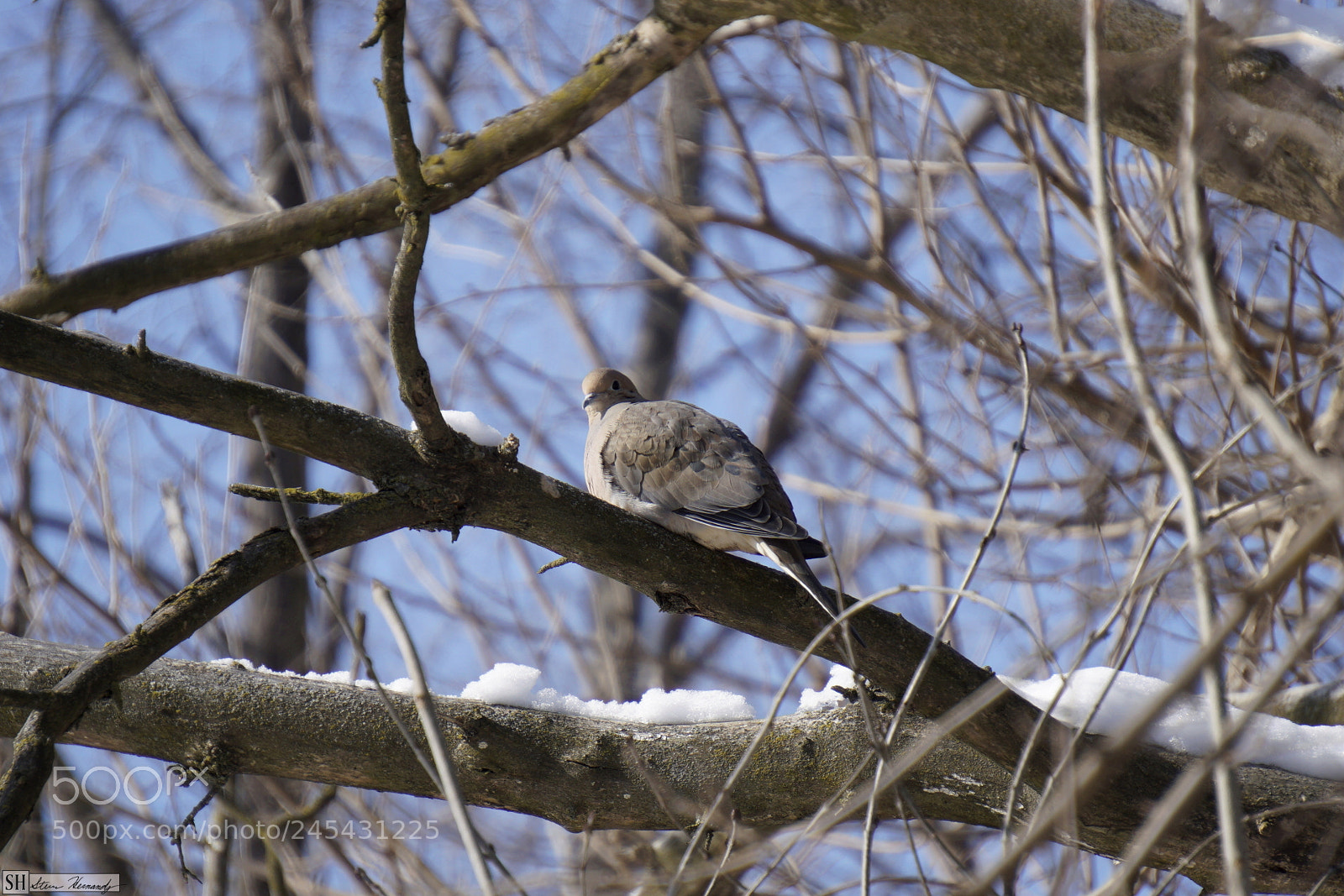 Sony E 55-210mm F4.5-6.3 OSS sample photo. () photography