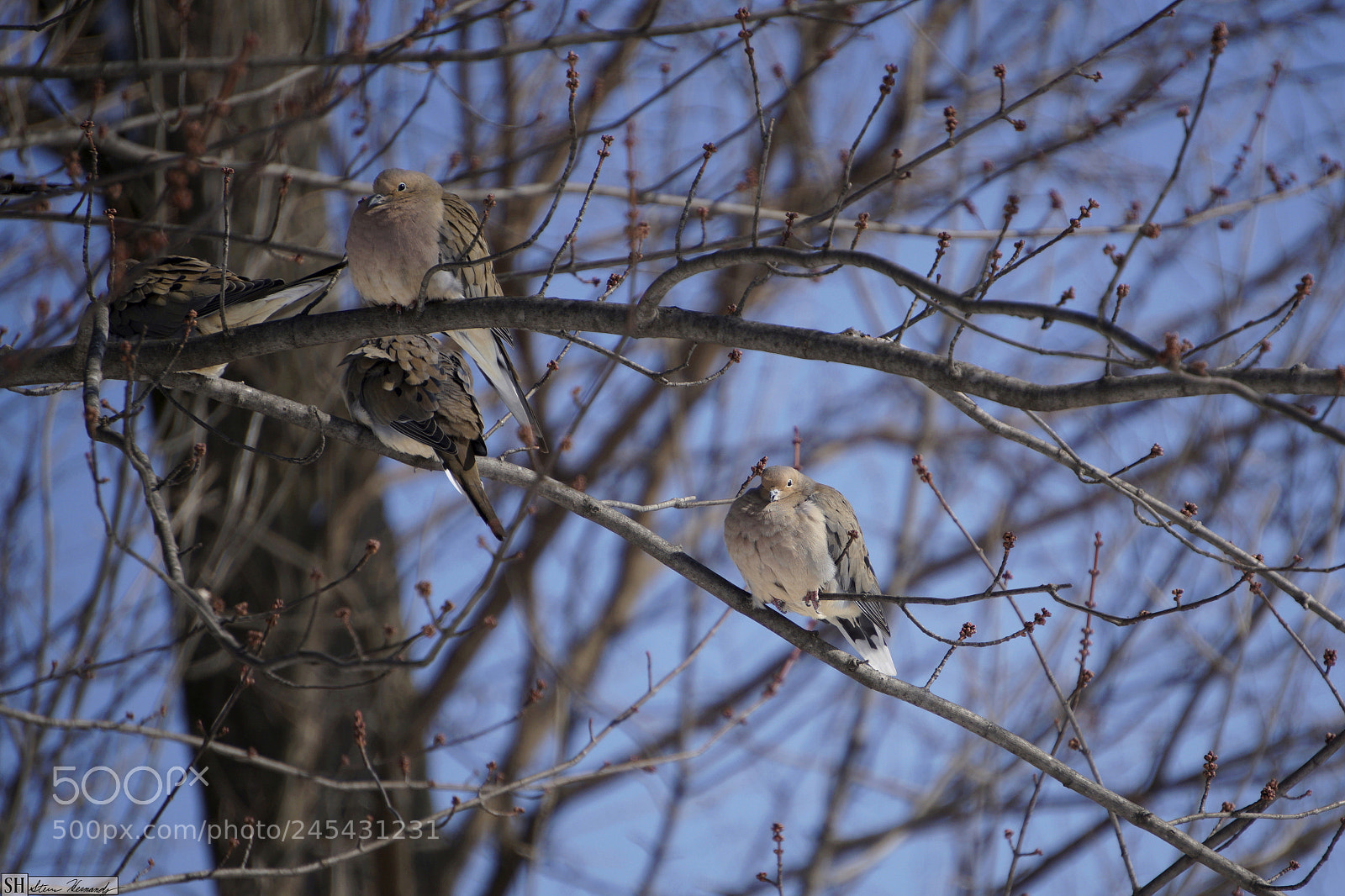 Sony E 55-210mm F4.5-6.3 OSS sample photo. () photography