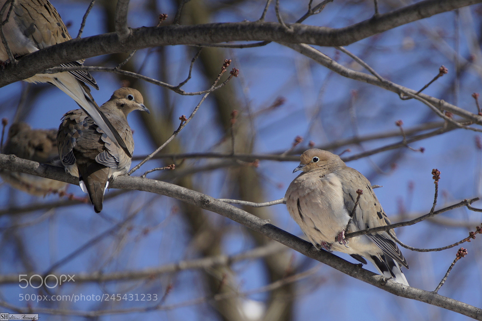 Sony E 55-210mm F4.5-6.3 OSS sample photo. () photography
