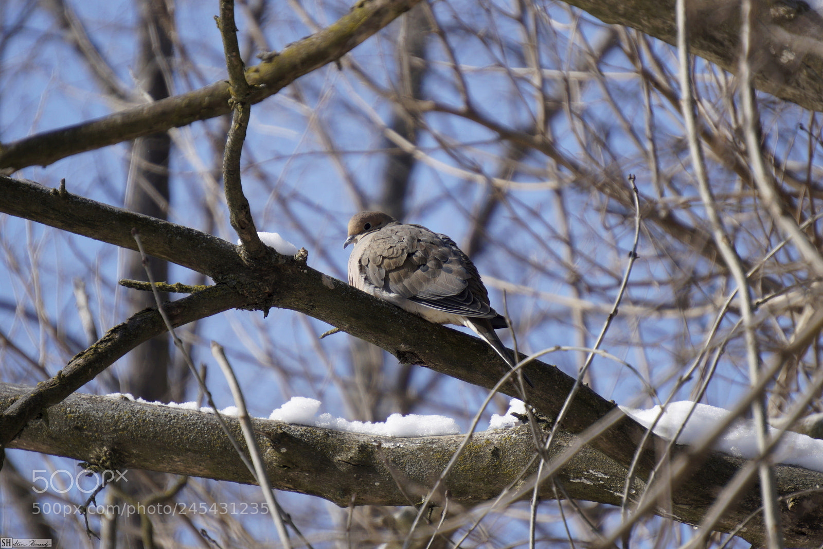 Sony E 55-210mm F4.5-6.3 OSS sample photo. () photography