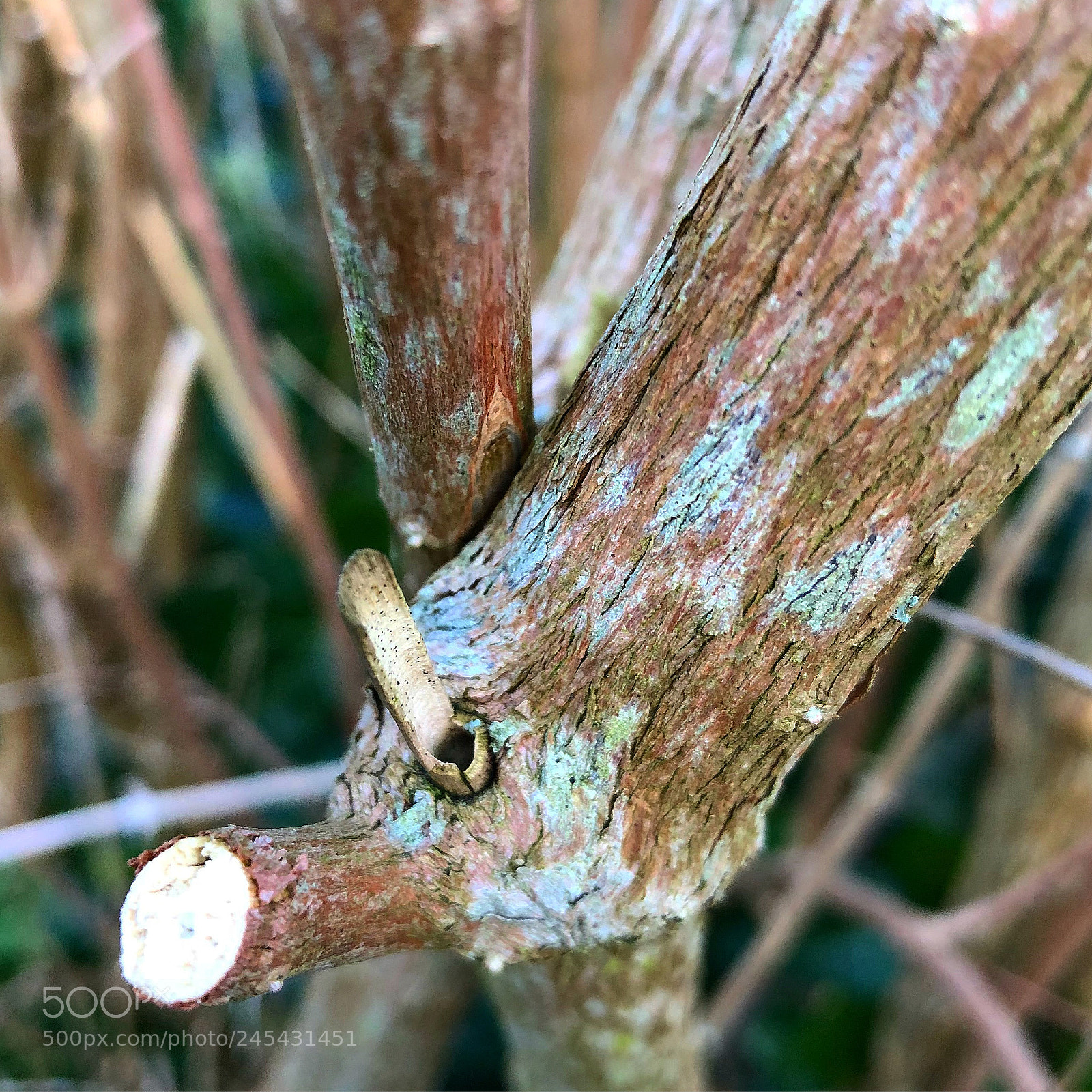 Apple iPhone 8 Plus sample photo. Coloursofnature part of a photography