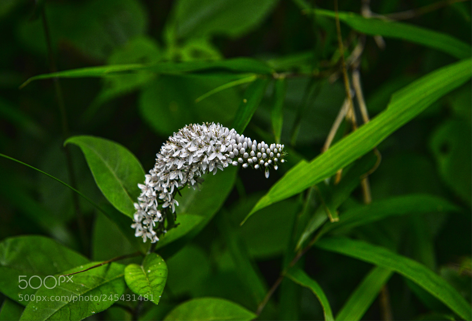 Nikon D800 sample photo. Deep in the forest photography